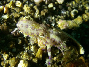 Scuba diving photography by Dr. Reynold Wong, a dermatologist in northern California. 