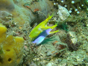 Scuba diving photography by Dr. Reynold Wong, a dermatologist in northern California.